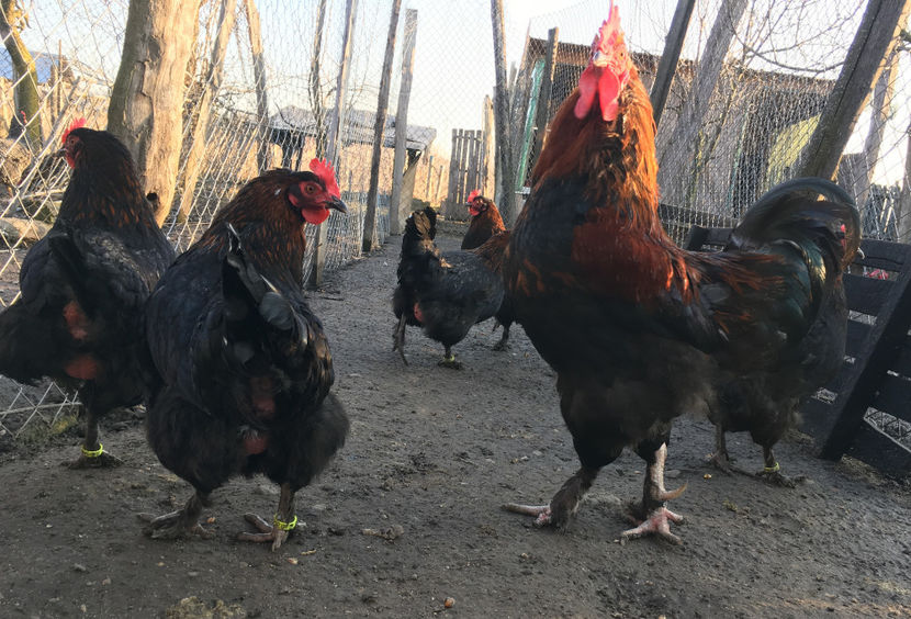  - Marans Negru Aramiu 2018