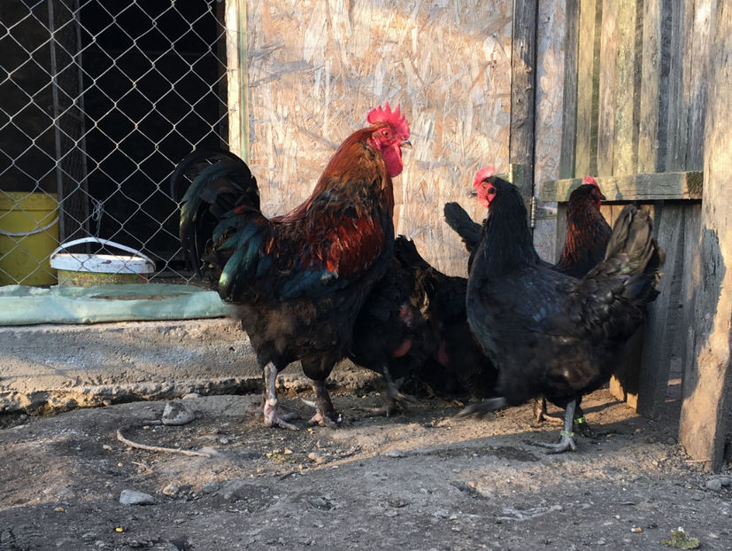  - Marans Negru Aramiu 2018