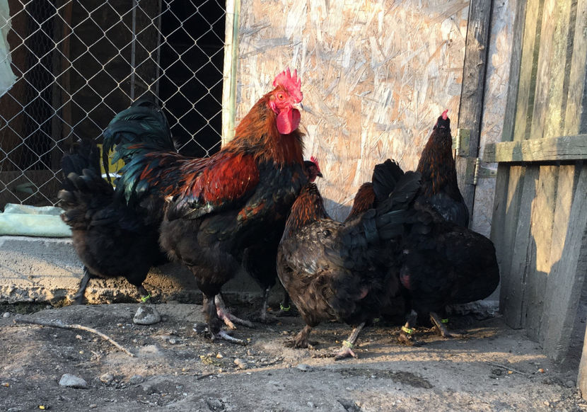  - Marans Negru Aramiu 2018