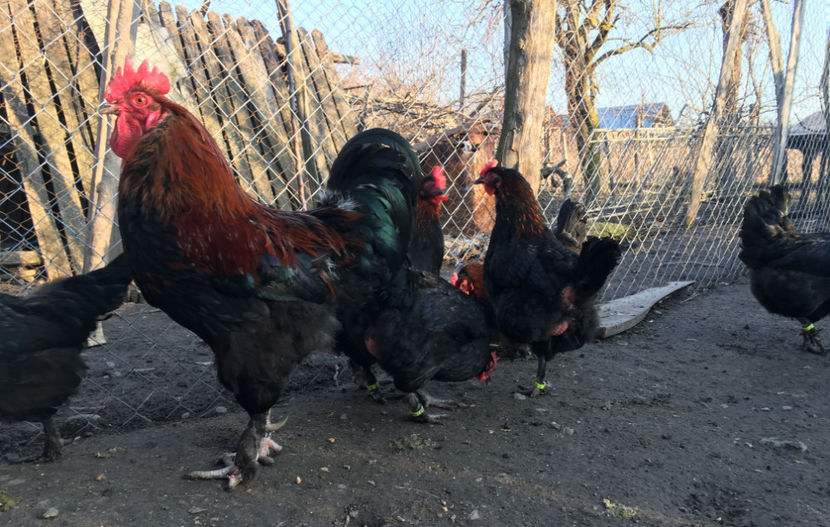  - Marans Negru Aramiu 2018