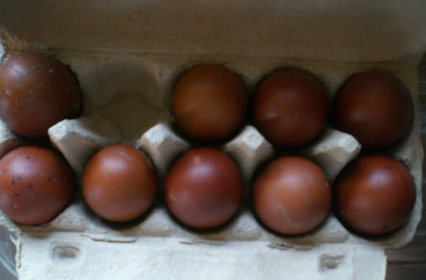  - Marans Negru Aramiu 2018