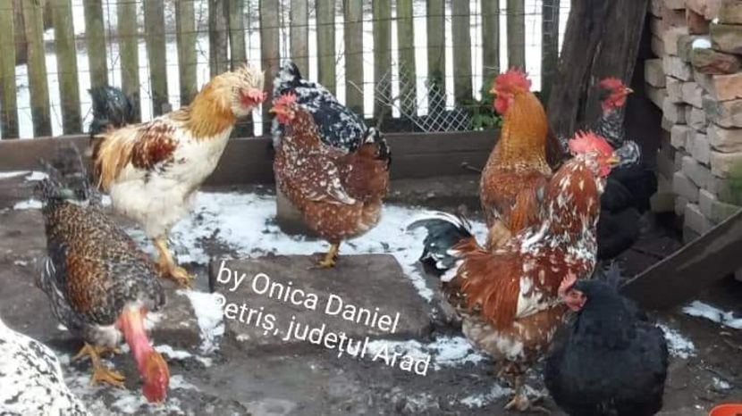  - Gaini romanesti colorate linia Onica