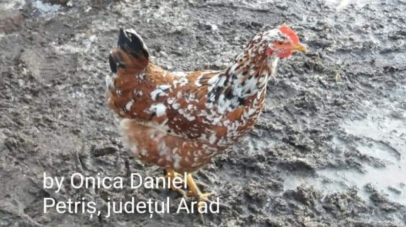  - Gaini romanesti colorate linia Onica