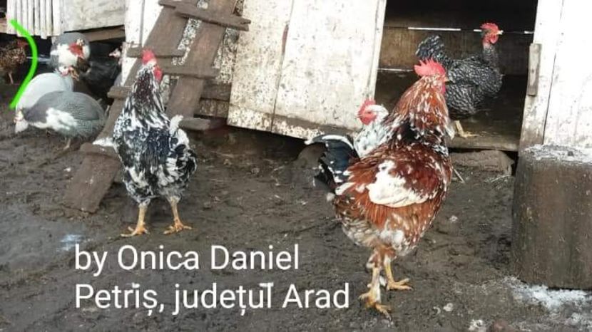  - Gaini romanesti colorate linia Onica