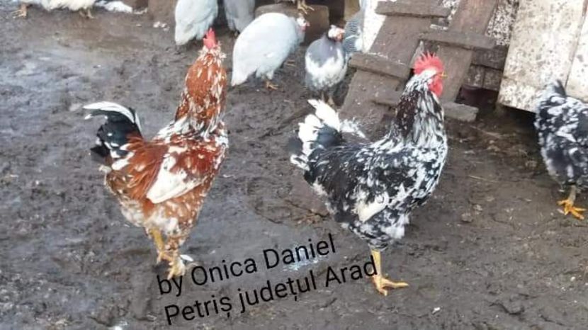  - Gaini romanesti colorate linia Onica