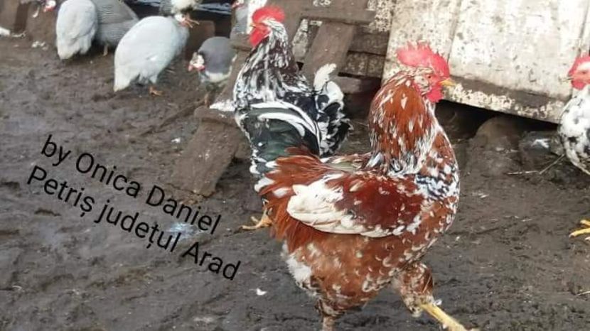  - Gaini romanesti colorate linia Onica