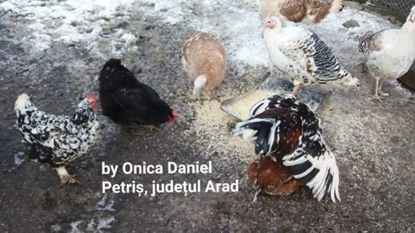  - Gaini romanesti colorate linia Onica