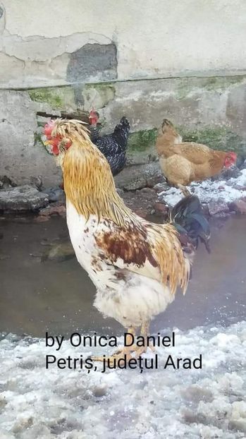  - Gaini romanesti colorate linia Onica