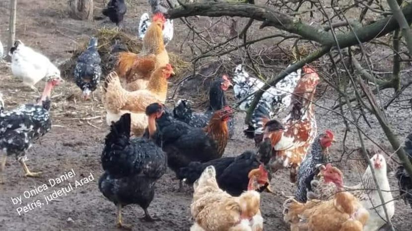  - Gaini romanesti colorate linia Onica