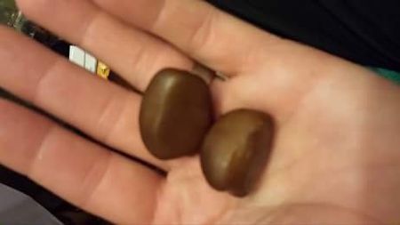 Semințe de șalak - 2018