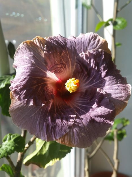 Calm Ocean - Hibiscus 2018