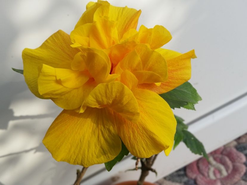 Koening - Hibiscus 2018