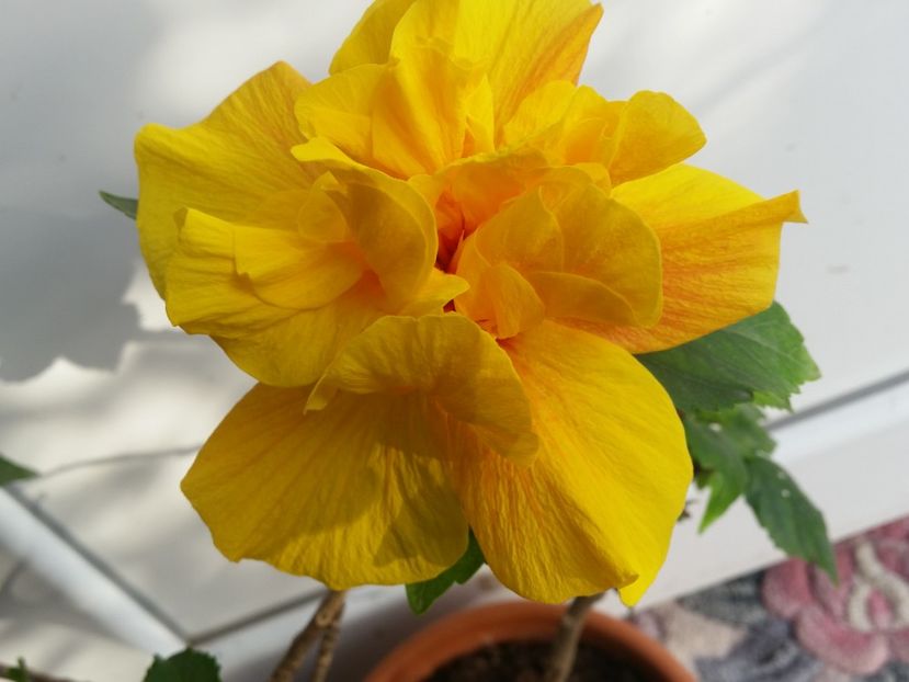  - Hibiscus 2018