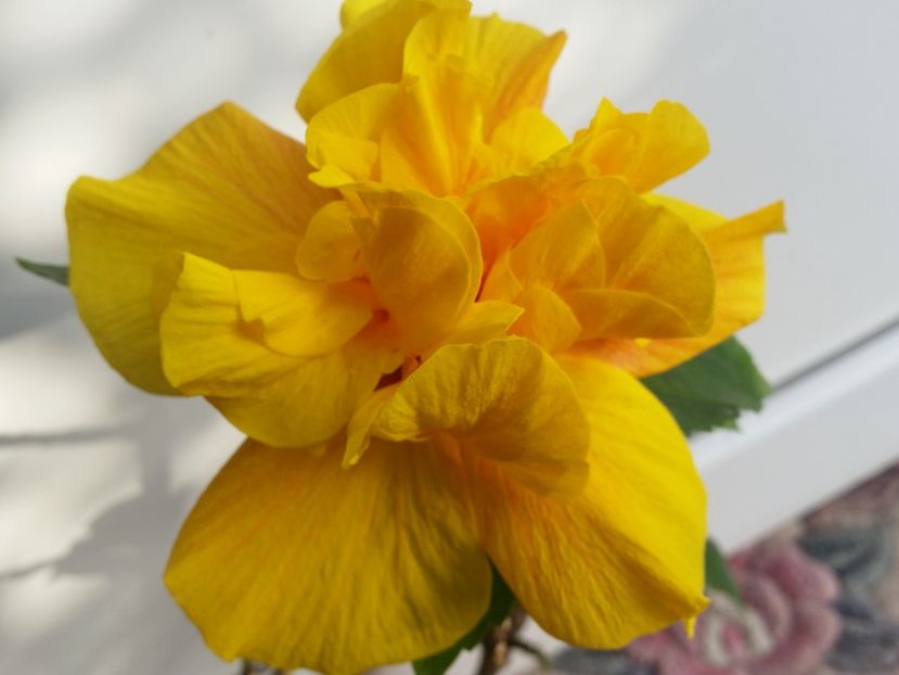  - Hibiscus 2018