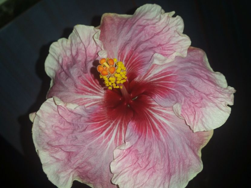 My Oh My Oh - Hibiscus 2018