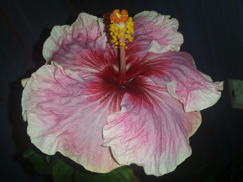  - Hibiscus 2018