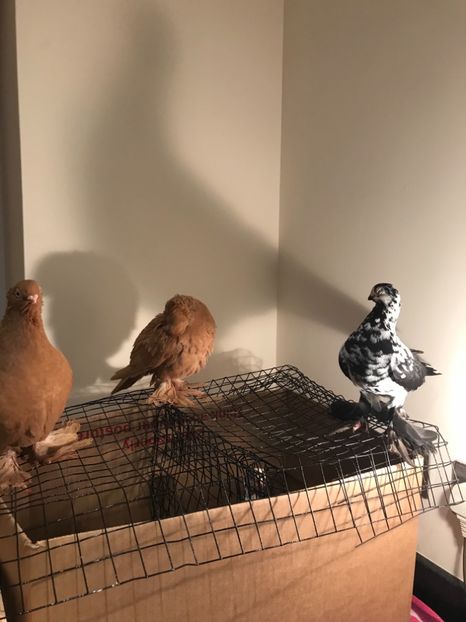 5F7CFB5E-6B0F-457C-AA00-70B731536121 - Fluture de Varșovia