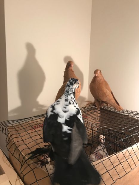 BED32708-6D29-4541-A76A-01884B0E0FCB - Fluture de Varșovia