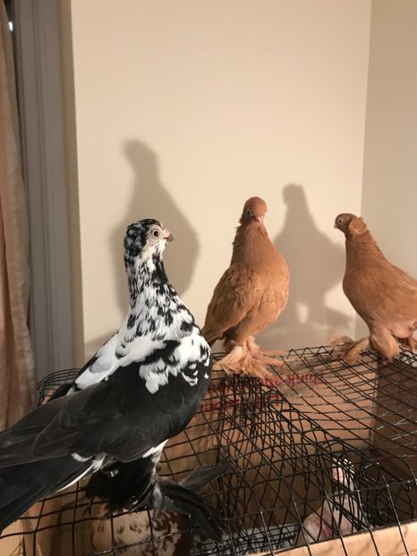 56B15BA2-9780-4066-9AAD-FD9D8F8B9F5B - Fluture de Varșovia