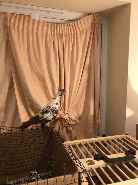 00BF07CC-1855-48B9-BDF8-843615E5F9EE - Fluture de Varșovia