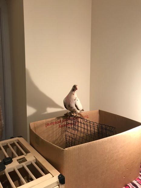 DD539CFD-51B6-47B5-8BAB-5F3D3C360D33 - Fluture de Varșovia