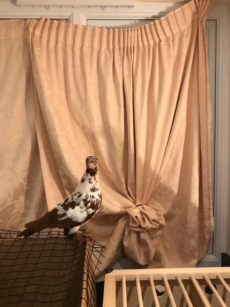 004F329C-0365-4BAD-B2FB-C4DDD150A0DB - Fluture de Varșovia