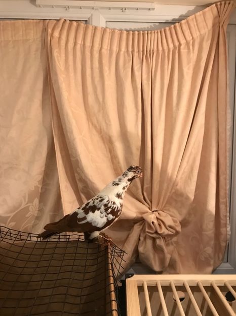 E3EA14B8-8C50-4E4D-99B6-F42B60807667 - Fluture de Varșovia