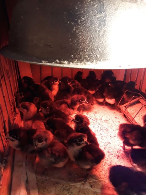  - Pui de australorp 2018