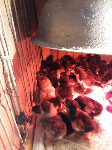  - Pui de australorp 2018