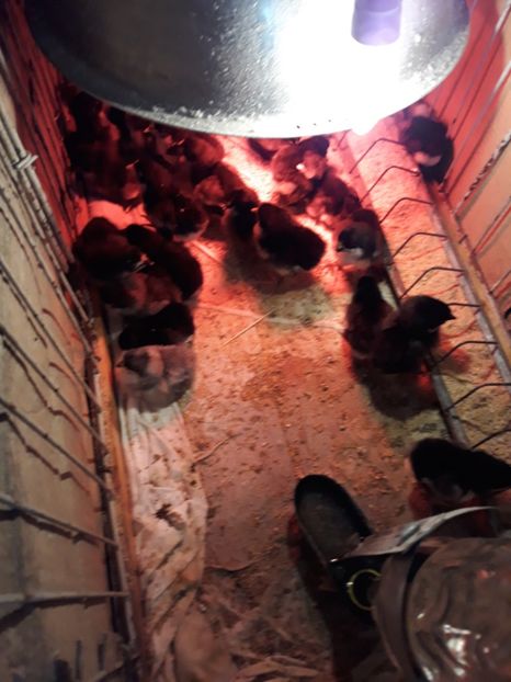  - Pui de australorp 2018