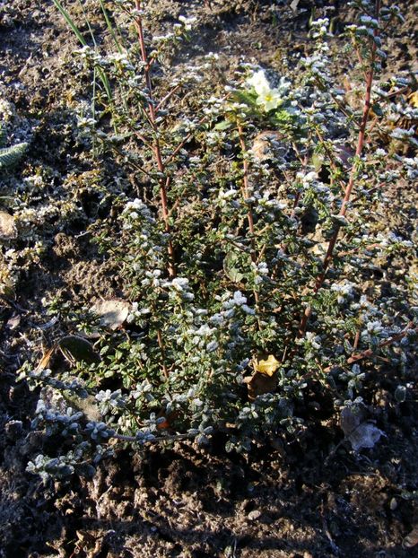 Ceanothus...rezistă până acum - Ianuarie 2018 - Februarie 2018