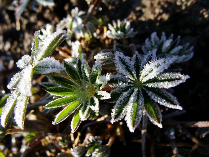 frunze de lupin - Ianuarie 2018 - Februarie 2018