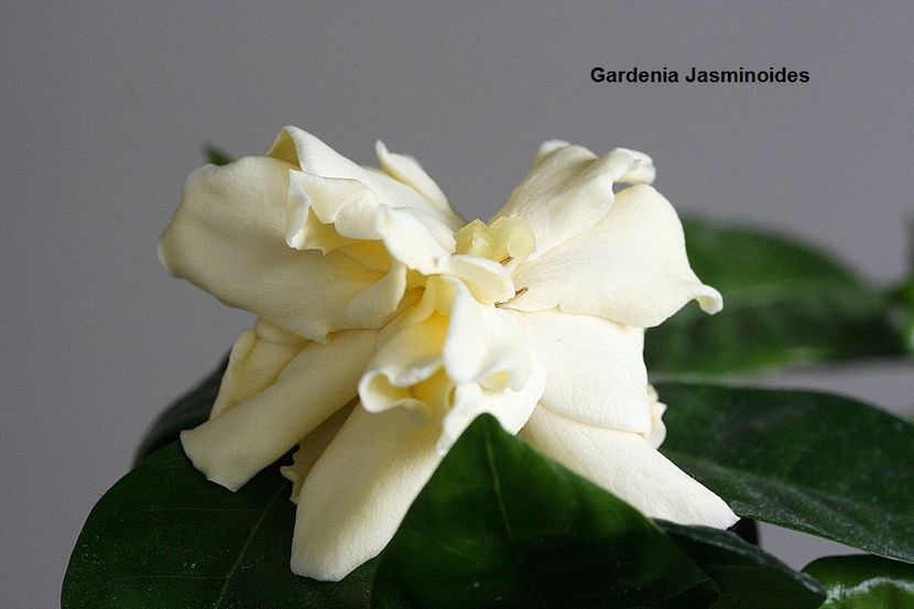 08.02.18 - 03 Iasomii si altele