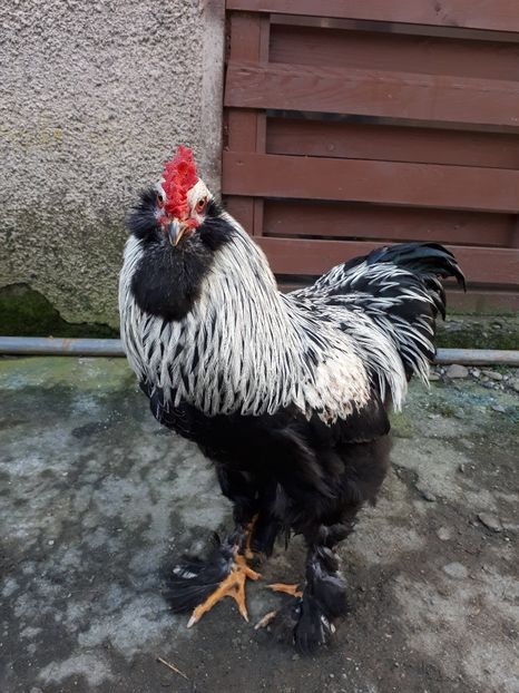 Cocos barbos - 001 Contact