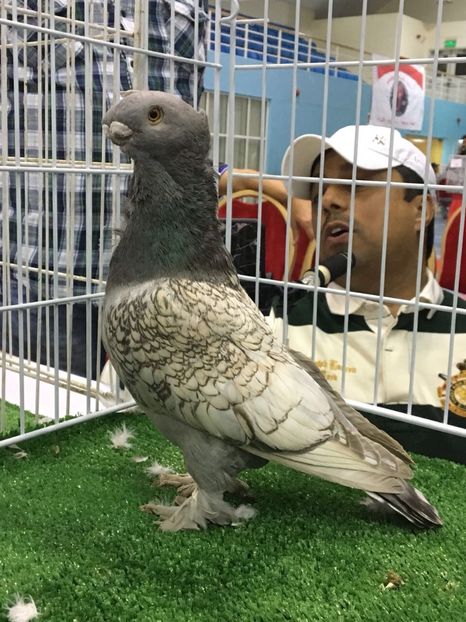 9849D489-8FFB-47AD-841F-954C6D309B39 - Grand Champion bahrain