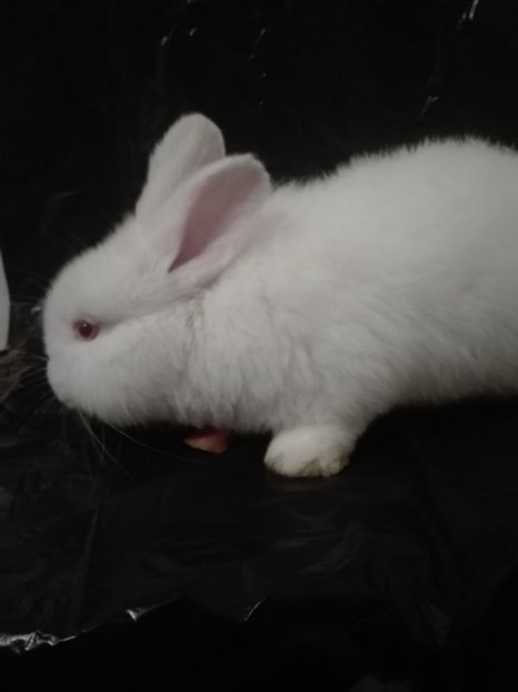  - NEOZEELANDEZ 2 LUNI