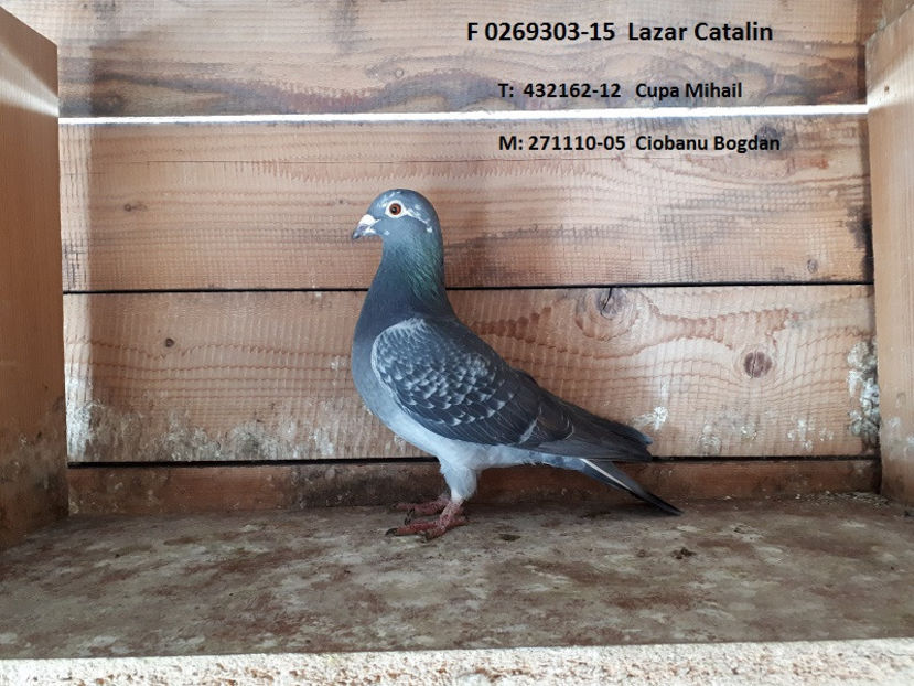 303-15 - 150lei - 5 VANZARE  MATURI