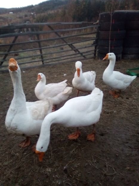 12.12.2017 - 1 Gaste 2017