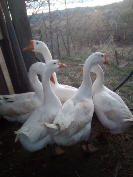 06.01.2018 - 1 Gaste 2017