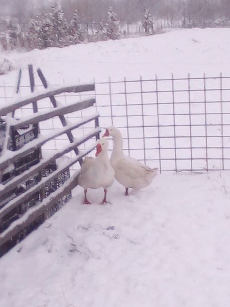 05.02.2018 - 1 Gaste 2017