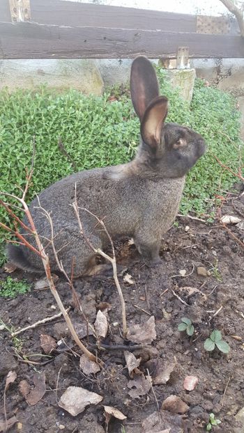 Uriaş german - Iepuri