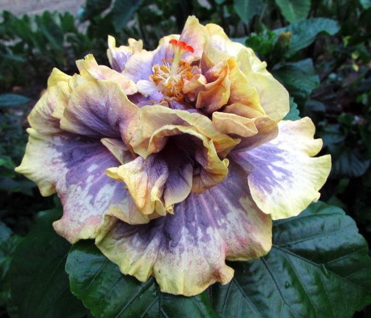 Taiwan Formosa Lion Dance 3 - Taiwan Formosa Lion Dance