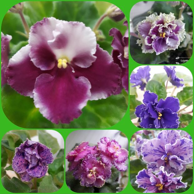  - AA grup violete