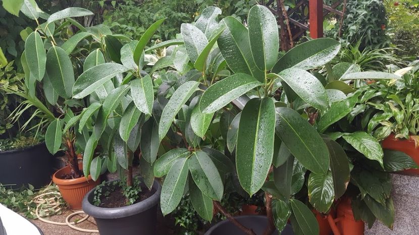 elastica - colectie ficusi