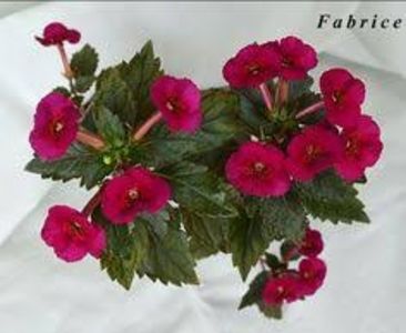  - Fabrice- deea01