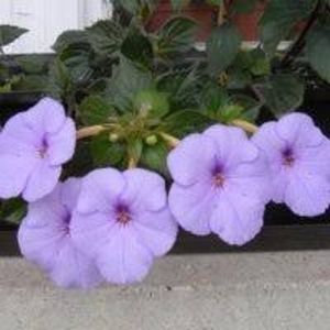 forget me not - Forget Me Not- deea01