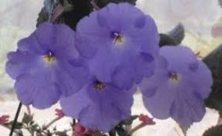 forget me not - Forget Me Not- deea01