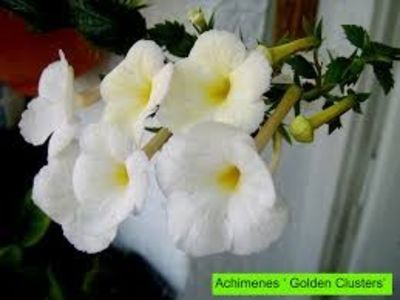  - Golden Clusters- deea01