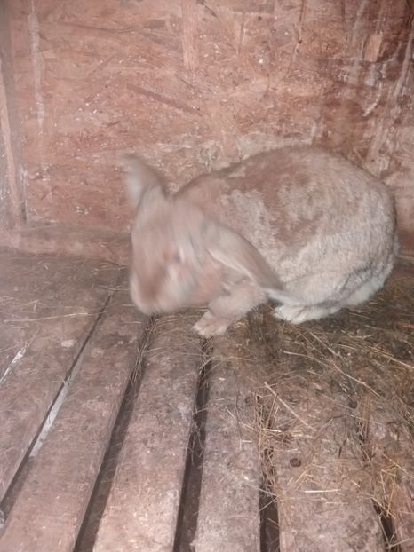 Femela galbena - Berbec German