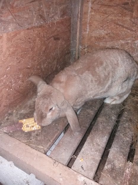 Femela galbena - Berbec German